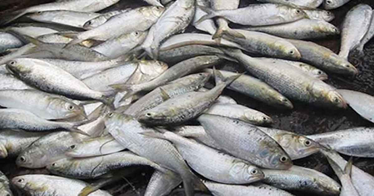 শুরু হচ্ছে জাটকা ধরায় ৮ মাসের নিষেধাজ্ঞা