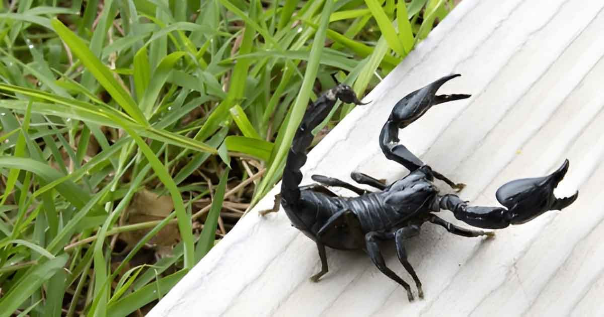 কষ্টদায়ক প্রাণী হত্যার বিধান