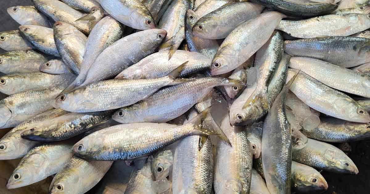 নদীতে দেখা নেই বড় ইলিশের, যা ধরা পড়ছে জাটকা