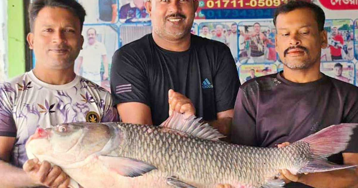 পদ্মার এক কাতল ৫০ হাজার টাকায় বিক্রি