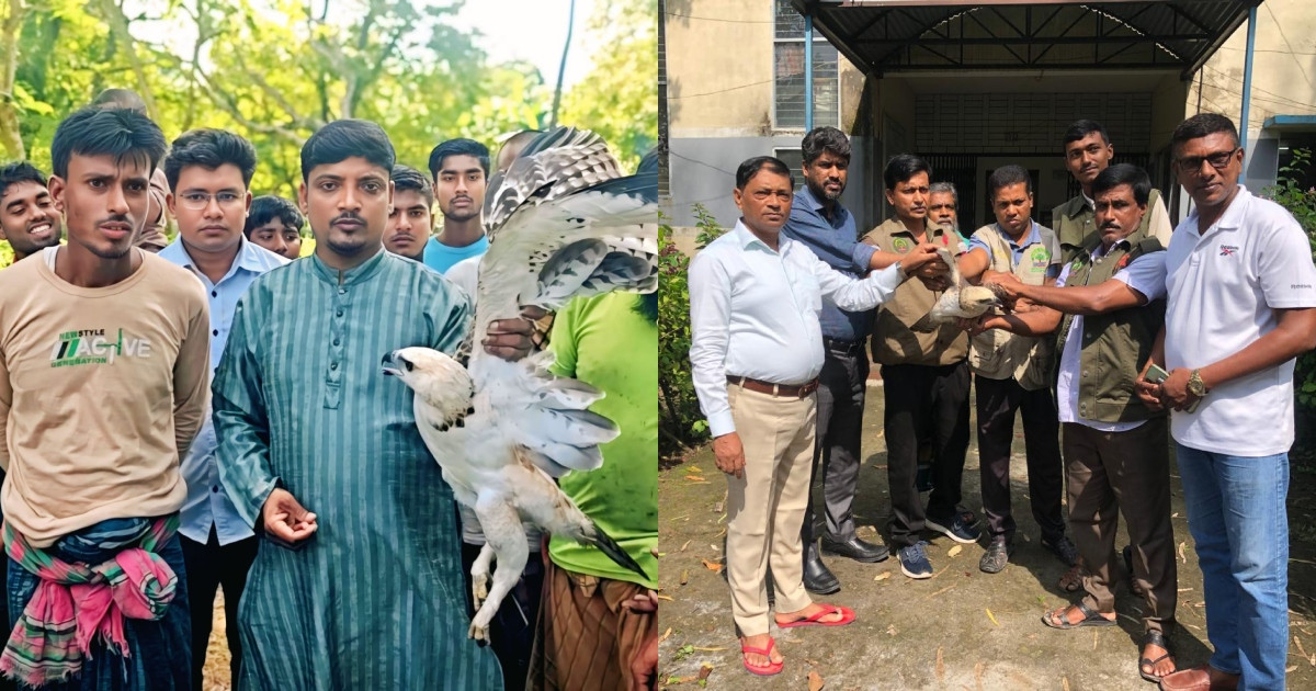 ঝিনাইদহে দুটি ঈগল পাখি উদ্ধার ও অবমুক্ত