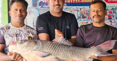 পদ্মার এক কাতল ৫০ হাজার টাকায় বিক্রি