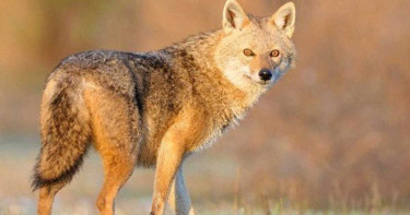 শেরপুরে শিয়ালের কামড়ে আহত ২২