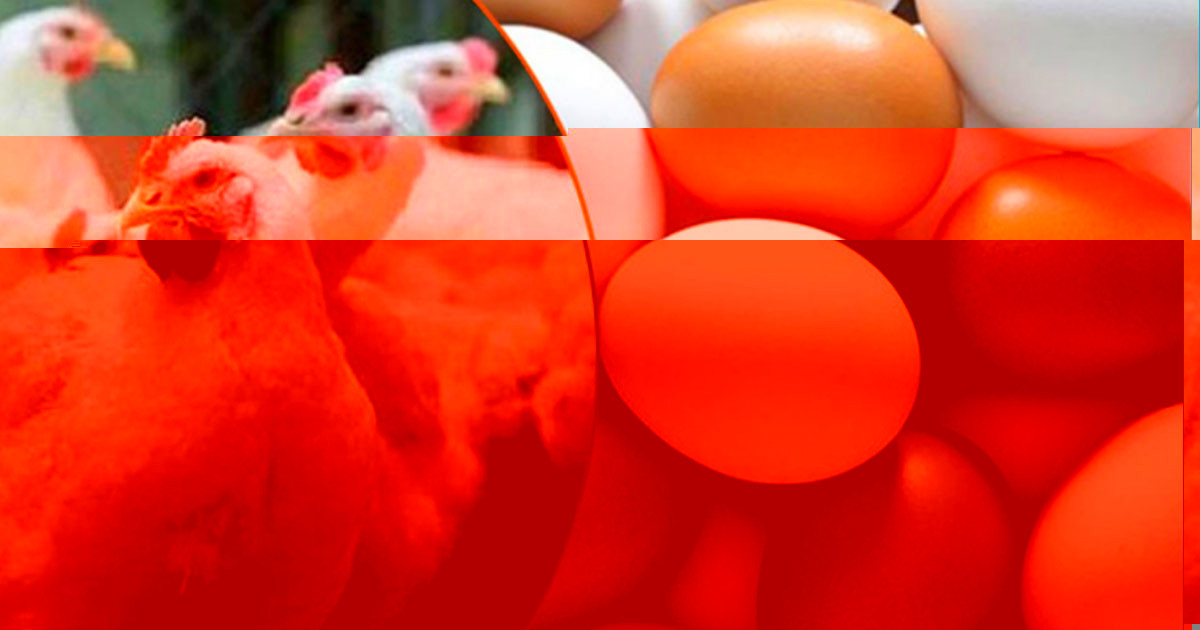 ৭ দাবি না মানলে কাল থেকে ডিম-মুরগি উৎপাদন বন্ধের হুঁশিয়ারি