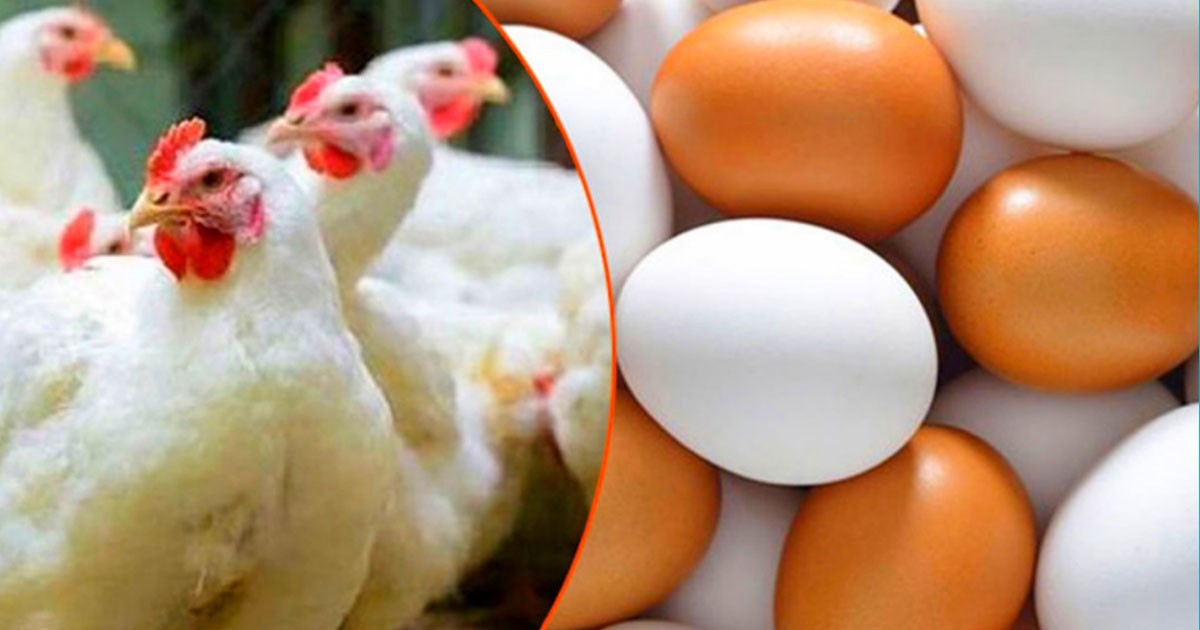 ৭ দাবি না মানলে কাল থেকে ডিম-মুরগি উৎপাদন বন্ধের হুঁশিয়ারি
