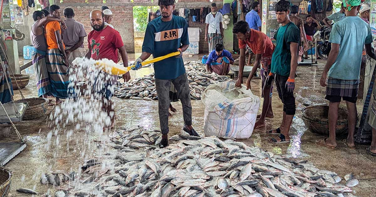 জাটকা শিকারে নিষেধাজ্ঞা মধ্যরাত থেকে শুরু হচ্ছে