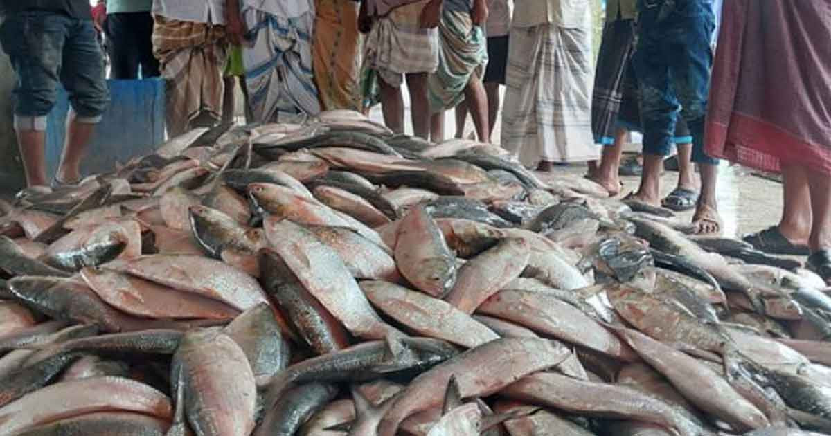 একটানেই জালে উঠল ১৪০ মণ ইলিশ!