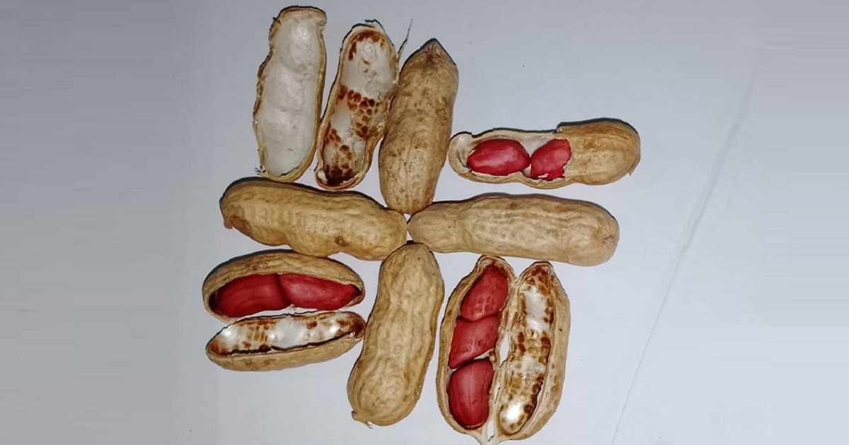 বাড়তি স্বাদের কথা ভেবে বাদামের জাদুকরি পুষ্টিগুণের সর্বনাশ করছেন যেভাবে