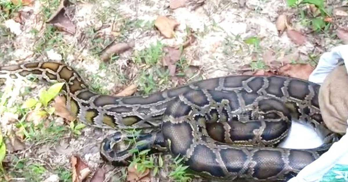 কুমিল্লায় ১২ ফুট লম্বা অজগর উদ্ধার