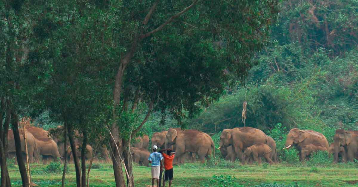 চট্টগ্রামে ১০ বছরে ১২০ হাতির মৃত্যু!