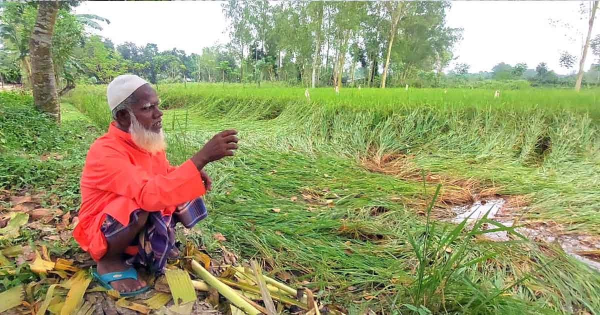 শেরপুরে বৃষ্টি-ঝড়ো হাওয়ায় আমন ধান ও সবজি খেত ক্ষতিগ্রস্ত, দুশ্চিন্তায় কৃষক