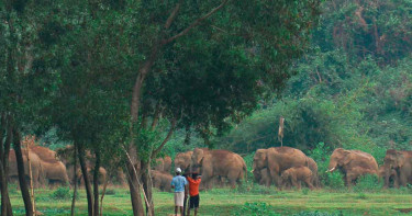 চট্টগ্রামে ১০ বছরে ১২০ হাতির মৃত্যু!