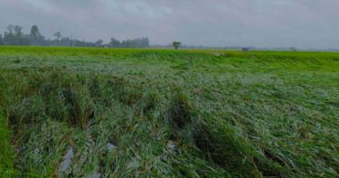 ঝোড়ো হাওয়ায় ঠাকুরগাঁওয়ে মাটিতে লুটিয়ে পড়েছে আমন ধান, ক্ষেতে নষ্ট হচ্ছে সবজি