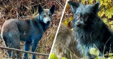 চেরনোবিলে দেখা দিল রহস্যময় নীল রঙের লোমশ কুকুর