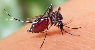 আজও ডেঙ্গুতে ৫ জনের মৃত্যু, হাসপাতালে ভর্তি আরও ১১৬২