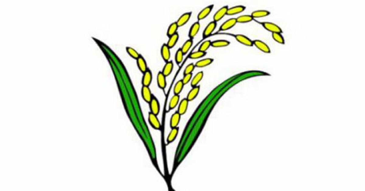 যশোরে ধানের শীষের কান্ডারি যারা