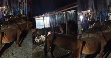 গাজীপুরে ঘোড়ার মাংস জব্দ, ৩৭টি জীবিত উদ্ধার