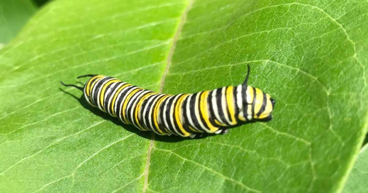 পোকা-মাকড়ের ব্যবসা করা যাবে?