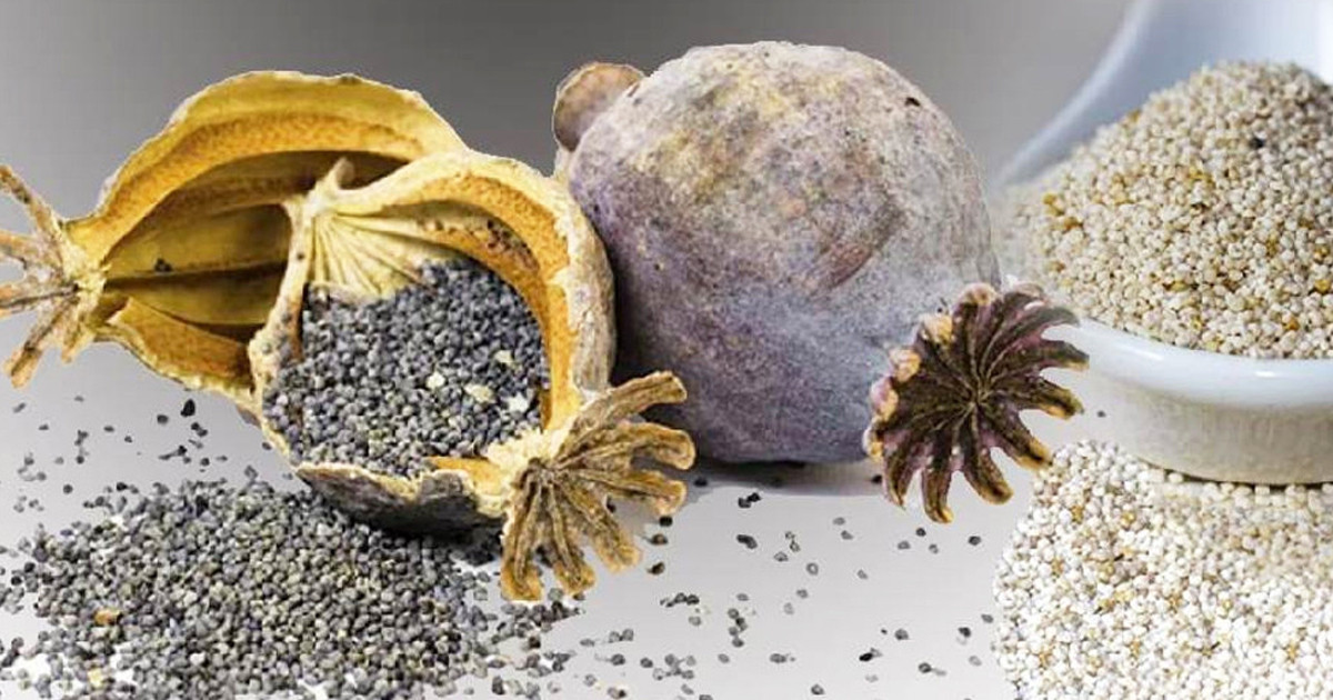 পাখির খাদ্যের নামে পাকিস্তান থেকে এলো নিষিদ্ধ পপি বীজ