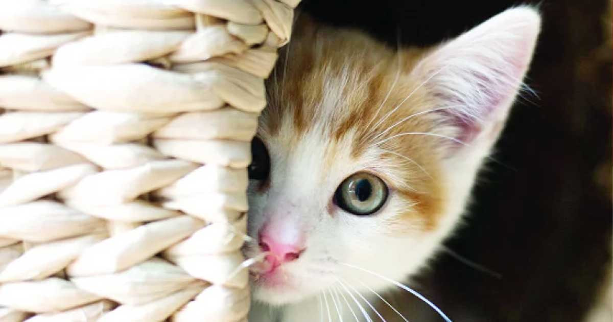 বিড়ালের জন্য পাসপোর্ট, গন্তব্য ইতালি