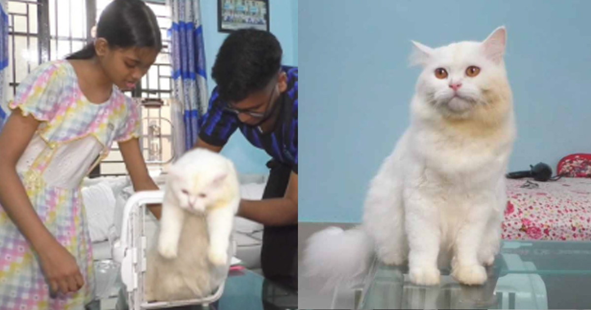 সব আনুষ্ঠানিকতা শেষ করেও, যে কারণে ইতালি যাওয়া হলো না সেই বিড়ালটির