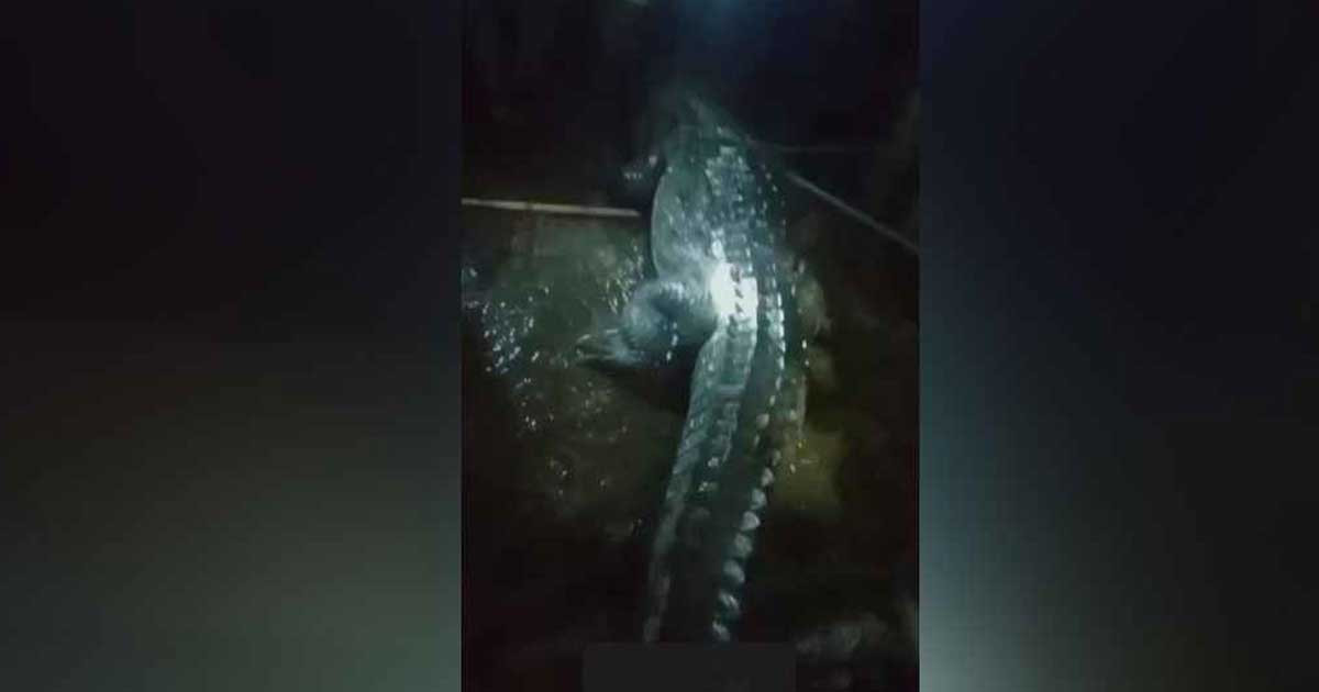 অবশেষে ফাঁদে ধরা পড়লো কুমিরটি