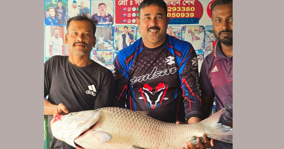গোয়ালন্দে পদ্মার এক কাতল ৫২ হাজারে বিক্রি