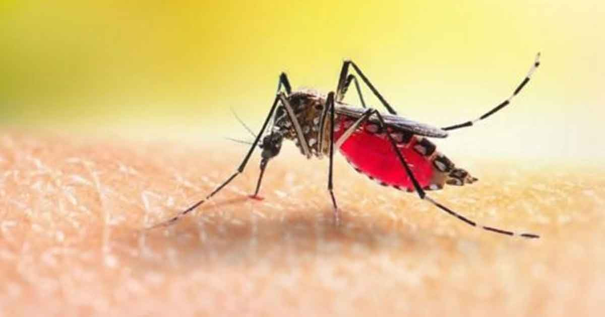 ডেঙ্গুতে আজও ৬ জনের মৃত্যু, হাসপাতালে ভর্তি ১১৯৫