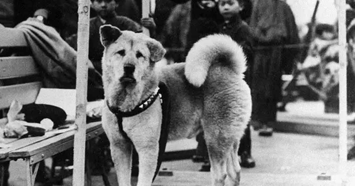 'আমি তোমার জন্য অপেক্ষা করবো, যতো দীর্ঘ সময়ই অপেক্ষায় থাকতে হোক না কেন।'