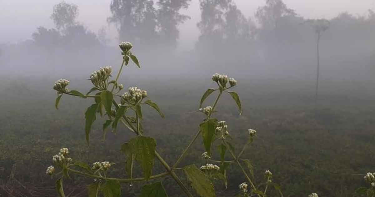 পঞ্চগড়ে বাড়ছে শীতের আমেজ, তাপমাত্রা নেমে ১৪ ডিগ্রিতে