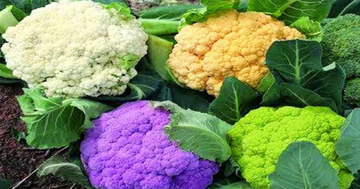 ফুলকপি কাদের জন্য ক্ষতি, কারণ জেনে নিন!