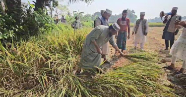 ভোট চাইতে গিয়ে কৃষকের ধান কেটে দিলেন এমপি প্রার্থী