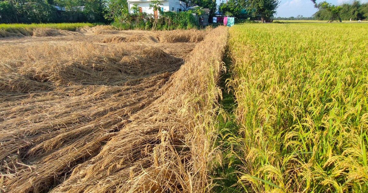 গঙ্গাচড়ায় আমন ধানে কারেন্ট ও খোলপচা পোকার আক্রমণ, দুশ্চিন্তায় কৃষক