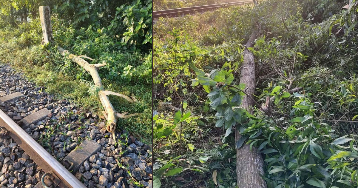 ফেনীতে রেললাইনে গাছ ফেলে নাশকতার চেষ্টা