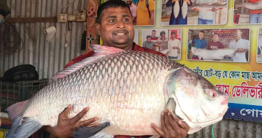 পদ্মার ২৪ কেজি ওজনের কাতল বিক্রি হলো ৬৬ হাজারে