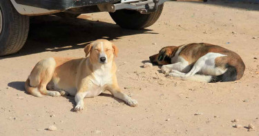বিশ্বকাপের প্রস্তুতির জন্য মেরে ফেলা হচ্ছে হাজার হাজার কুকুর