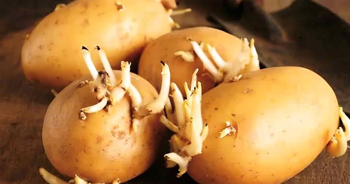 এক টুকরো অঙ্কুরিত আলুই পারে সর্বনাশ করতে