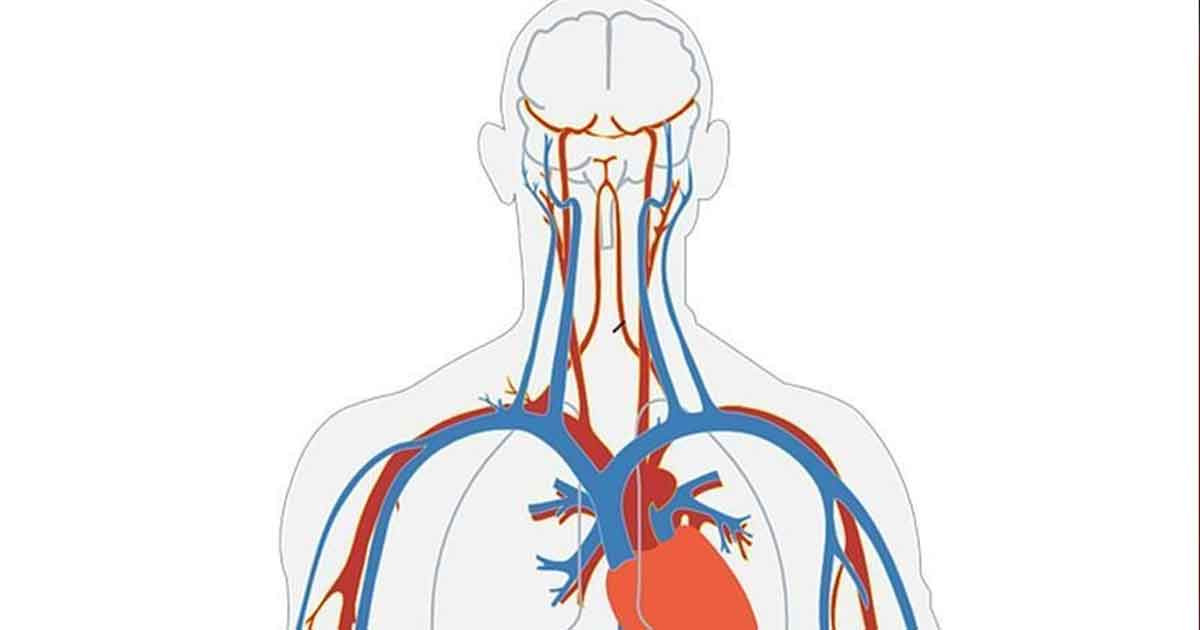 রক্তনালীর ভেতর সাঁতরে গিয়ে ওষুধ পৌঁছে দেবে মাইক্রোরোবট!