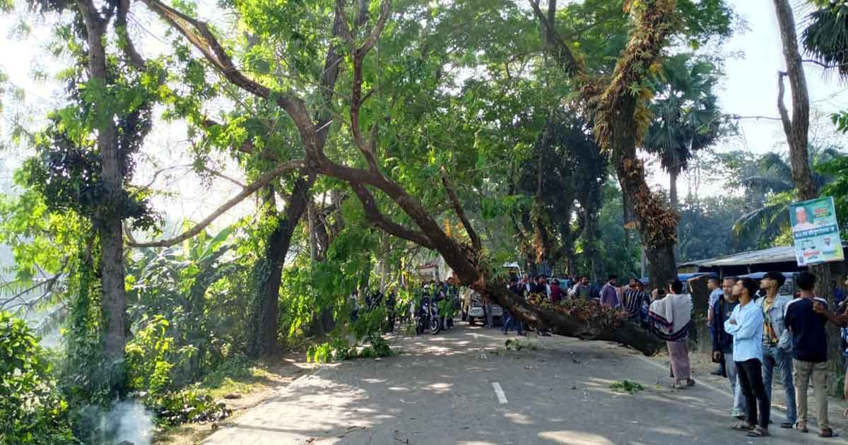 হাসিনার রায় ঘিরে মাদারীপুরে সড়ক অবরোধ, রাতে গাছ ফেলে ব্যারিকেড
