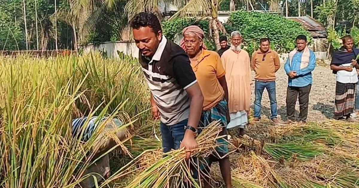 কৃষকের ধান কেটে দিলেন বিএনপির প্রার্থী শ্রাবণ