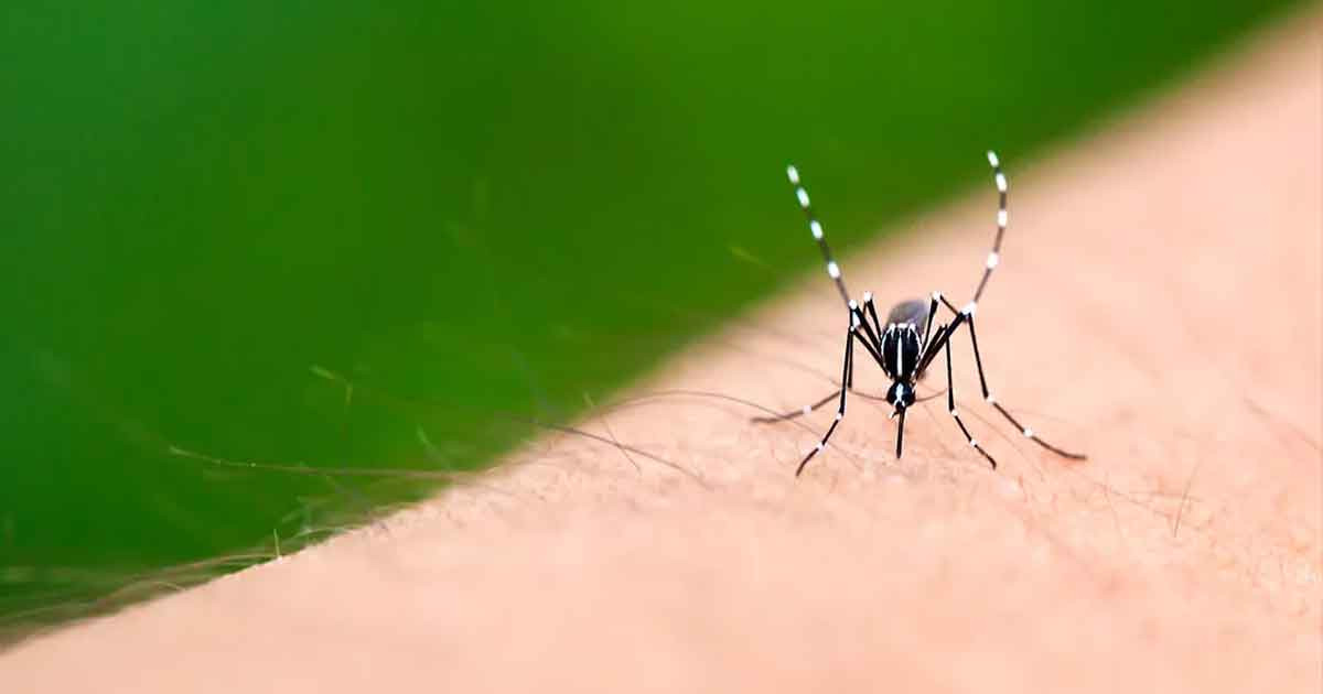 কেন কিছু মানুষকে মশা বেশি কামড়ায়?