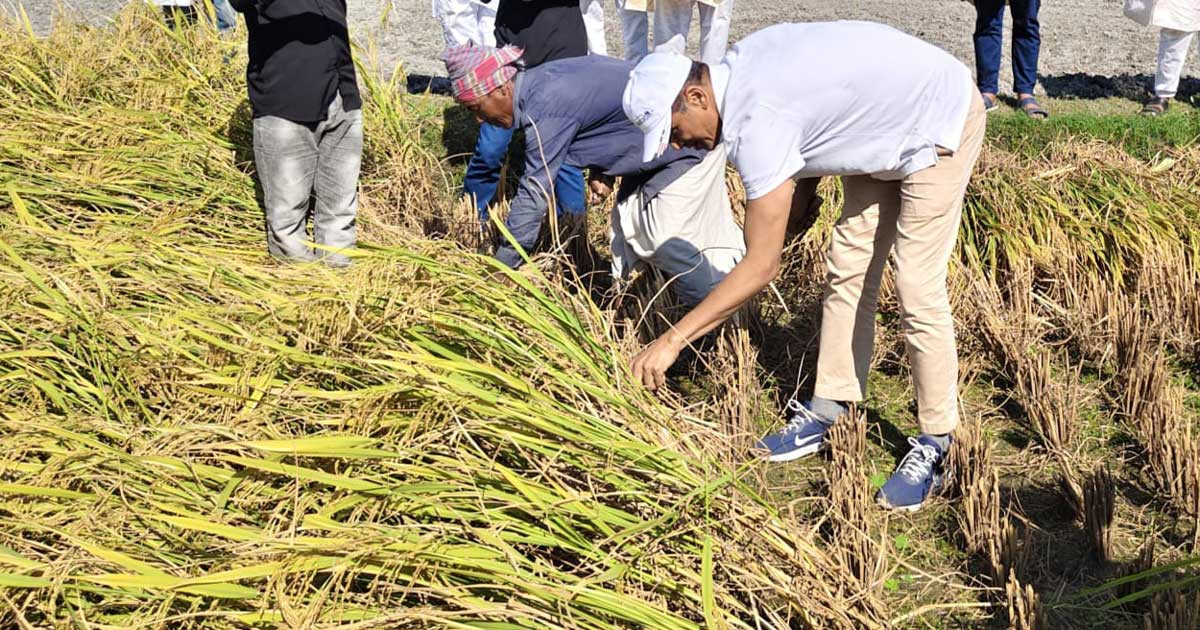 কৃষকের সমস্যা সমাধানে মাঠে ময়দানে ফরহাদ হোসেন আজাদ