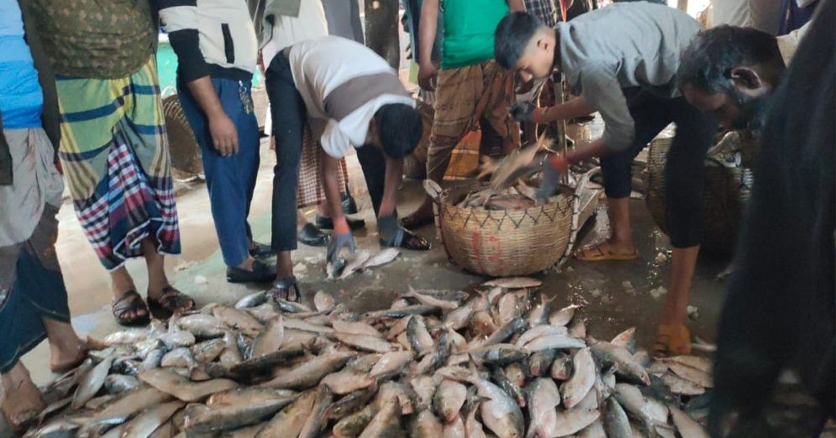 এক টানে মিলল ২০০ মন ইলিশ, বিক্রি হলো ৫২ লাখ টাকা
