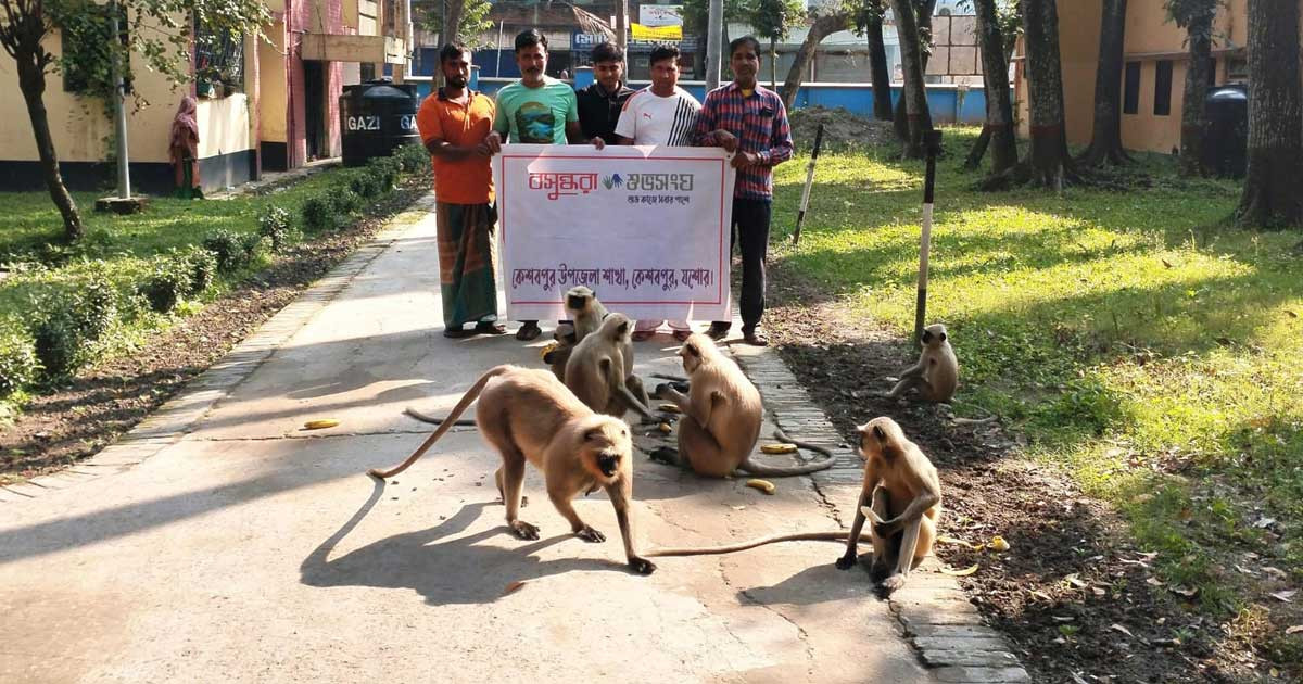 কেশবপুরে ক্ষুধার্ত বিরল কালোমুখো হনুমানকে খাবার দিলো বসুন্ধরা শুভসংঘ
