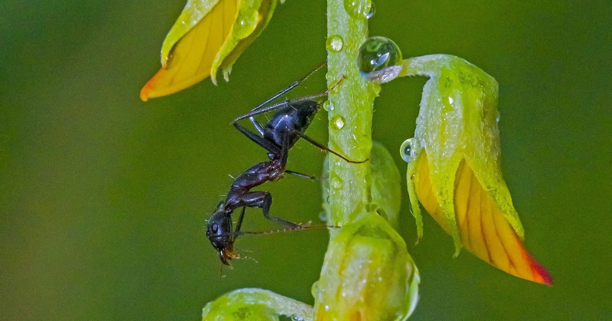 রিজিকের সন্ধানে প্রচেষ্টা প্রশংসনীয়