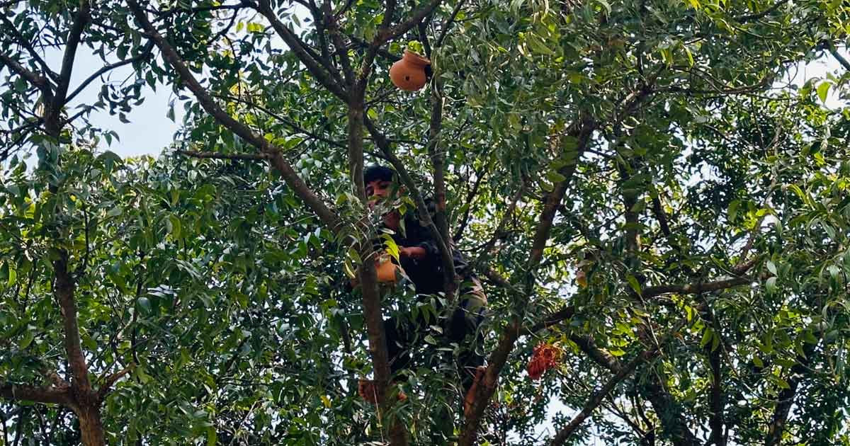 মাটির হাড়িগুলোর মধ্যেই নিরাপদে আশ্রয় মিলবে পাখিদের