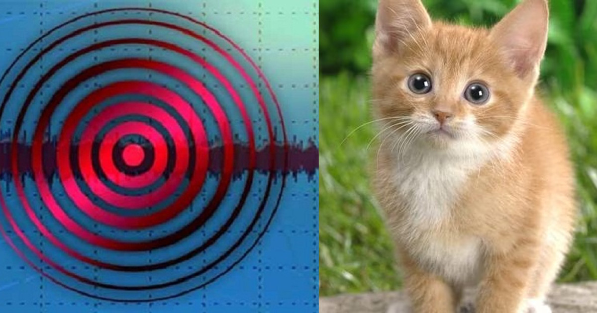 পশুপাখিরা কি ভূমিকম্পের আগাম সতর্কবার্তা দিতে পারে?