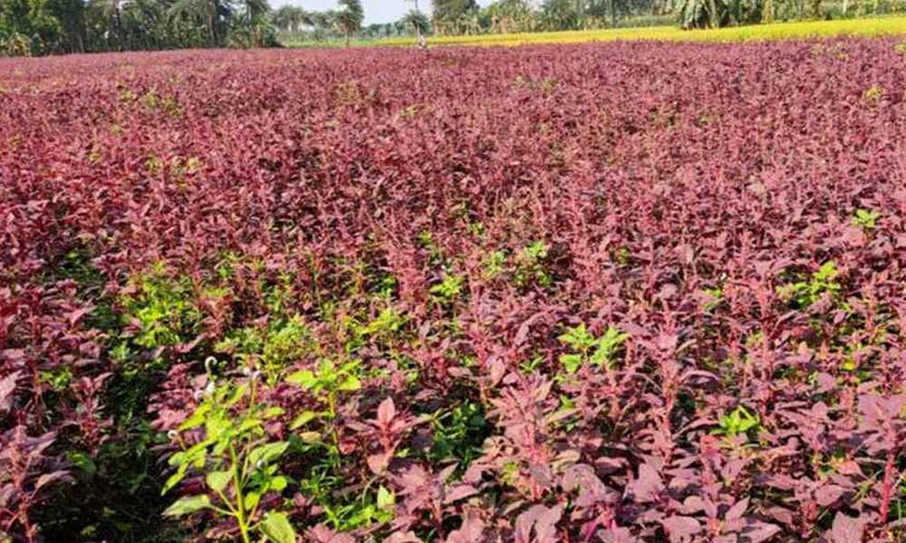 কিশোরীকে জোরপূর্বক মেশিন ঘরে নিয়ে যায় যুবক, অতঃপর...