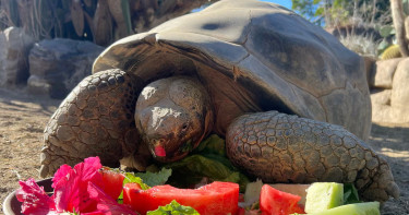 মেরে ফেলা হলো ১৪১ বছর বয়সী কচ্ছপকে