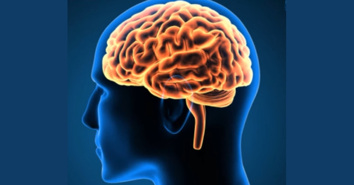 মানব-মস্তিষ্ক পরিবর্তনের ৫ ধাপ: গবেষণায় নতুন তথ্য
